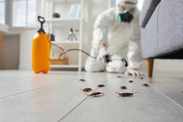 Commercial Kitchen Cockroach Control in Walford